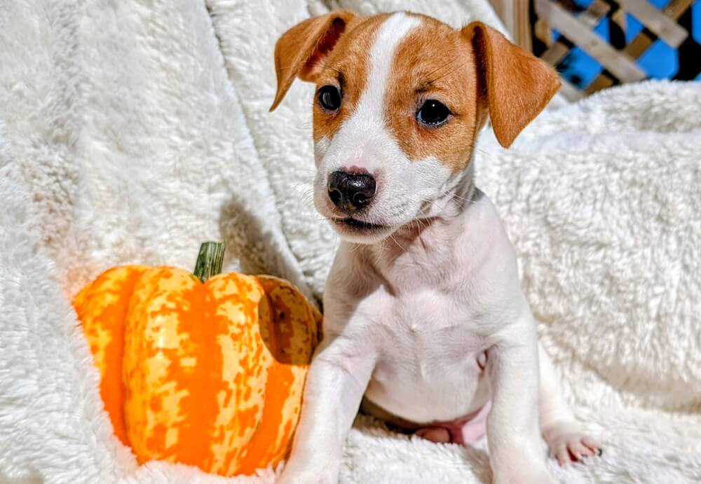 River male Jack Russell puppy