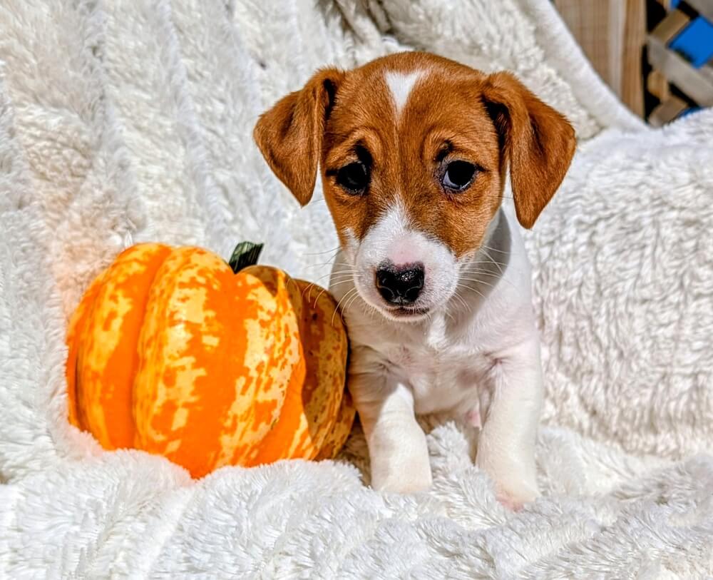 female Jack Russell