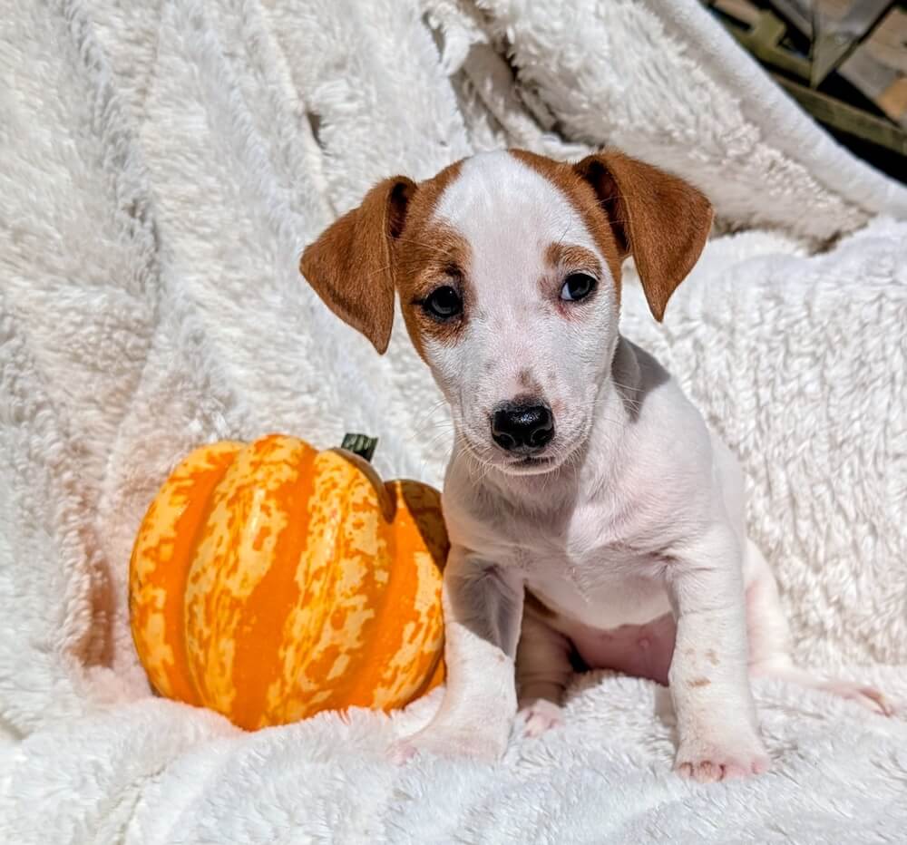 female Jack Russell