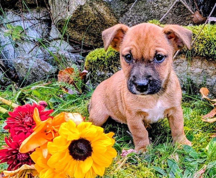 female Jack Russell Hunt terrier
